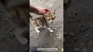 Полуслепая кошечка