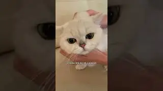 How to Easily Give a Cat a Pill. 