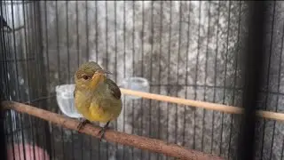 Konin Ijoan ! Seringlah berinteraksi dengan burung konin ijoan anda ! Nikmatilah prosesnya ! 070924