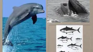 Quinton Marine Plasma The Origin of Life