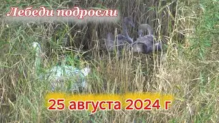 Птенцы лебедя у дороги 25 августа 2024 г