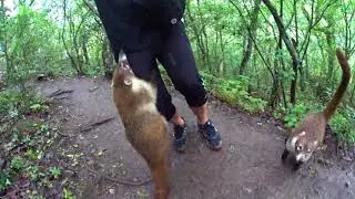 Nos atacaron unos coatíes en el Parque Natural Estanzuela Monterrey Nuevo León