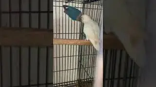Pink and White USA Parrot #trendingvideo #viralpost #canada #usa #famous #trendingnow