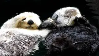 Otters holding hands - super cute