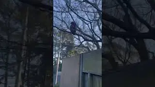 The bird is the word