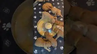 Penny and Z puppy mush