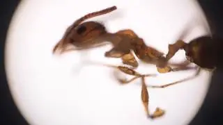 Live Ant Under Microscope in 4k