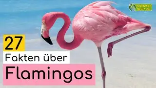 27 Steckbrief-Fakten über Flamingos - Doku-Wissen über Tiere - für Kinder