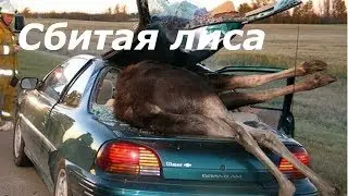 Cбитая лиса на дороге