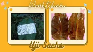 Praktikum Uji Sachs Fotosintesis | B I O L O G I
