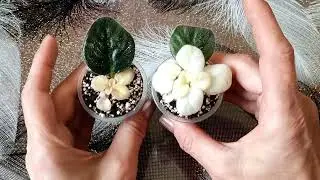 Пестролистные фиалки. Как выращивать?