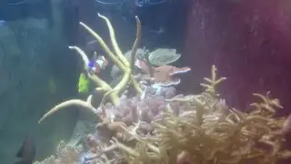 Reef life 8.