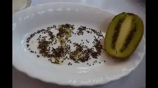 Киви из семян в домашних условиях. Юные садоводы проращиваем киви