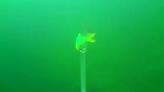 One supicious pike foolow  my 3D Roach but is an other small one that attacks it