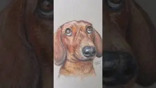 Drawing Fynnley the Dutch Dachshund