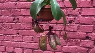 Непентес Миранда (Nepenthes Miranda)