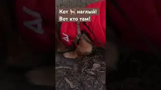38. Кнопа 🐶 и наглый 🐈