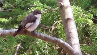 Pied Flycatcher (Ficedula hypoleuca)