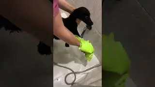 Как высушить собаку в 3 раза быстрее, и защитить от перегрева в жару?  