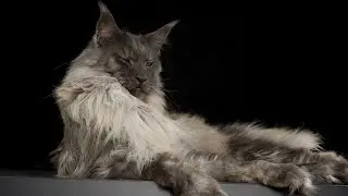 Мейн кун - интересные факты о породе