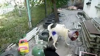 Собачки заболели мокнущей экземой.