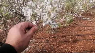 Örtü altı can erikte  erkencilik ve verim