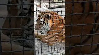👑Тигрица🐯👑 Царица.Ялта 2024 #zoo #animals #зоопарксказка #тигры #тигрица #амурскийтигр