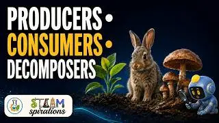 Ecosystems | What are Producers, Consumers & Decomposers? 