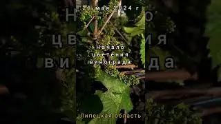 Закончились заморозки, виноград зацветает!