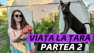 Viața la țară în România | Ce am gătit cu roșii proaspete din grădină?