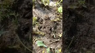 МУРАВЬИ АТАКУЮТ ЖУКА
