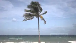 0000100 solitaire palm at beach  KINESTOCK