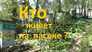 На пасеке не только пчелы