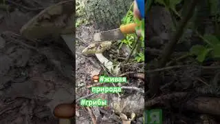 Сбор подберёзовиков🍄‍🟫