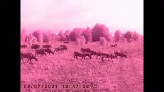 Коровы д Кувакино на пасеке. Снято фотоловушкой.