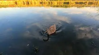 Славянск. 7 октября 2024г. Утро.
