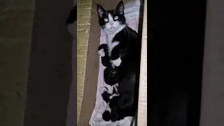 Тёплые коты 