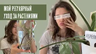 Мой регулярный уход за растениями | зелёные питомцы, что делать?