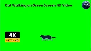 Cat Walking on Green Screen 4K Video #greenscreen #cat #cats #animals #catlover #catvideos #video