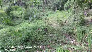 The Jamacia Farm Part 1 May 2021