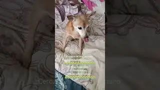 #собака #животные #лиза #моилюбимые #моилюбимыепитомцы