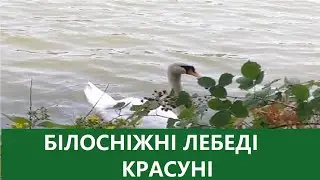 Білосніжні лебеді красуні