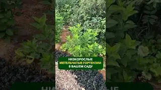 Низкорослые метельчатые гортензии в вашем саду! 🌸