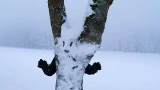 WINTER FOREST -  ЗИМНИЙ ЛЕС ...🏔️⛄🌡️🏔️...