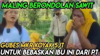 GAK TEGA!! NENEK MENCURI BERONDOLAN SAWIT TERTANGKAP CENTENG KEBUN.