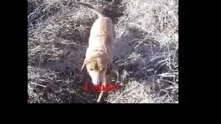 Hog Hunting Texas Style Hog Doggin'