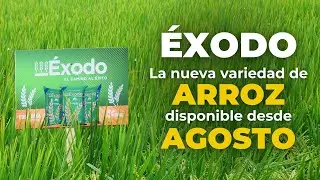 ¡Nueva Variedad de Arroz INIAP 20 - Éxodo! 🌾