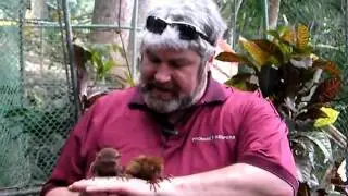 ДОЛГОПЯТЫ    CUTE TARSIERS