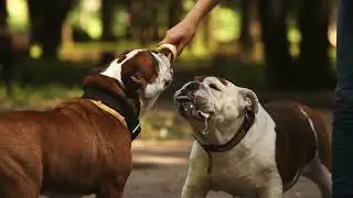 Are You Ready To Get Started Feeding Your Dog Gourmet Homemade Dog Food?