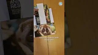 The BEST Valentine's Day Gift For Animal Lovers